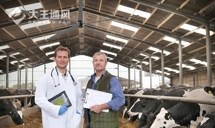 奶牛場(chǎng)安裝大型工業(yè)吊扇