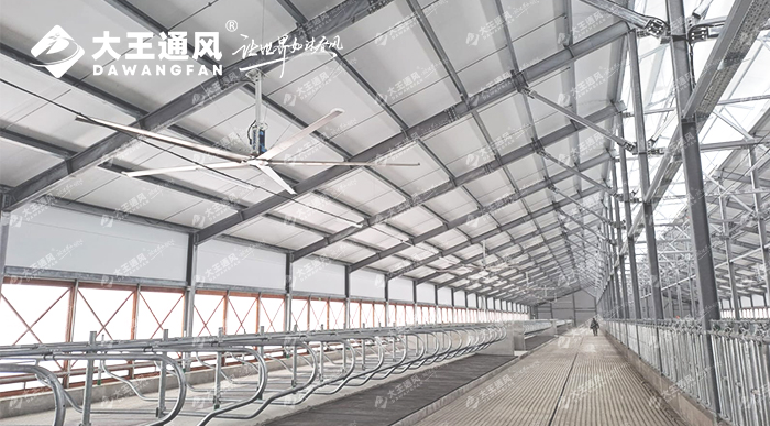 大王通風助力俄羅斯牛場畜牧養(yǎng)殖