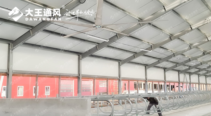 大王通風助力俄羅斯牛場畜牧養(yǎng)殖